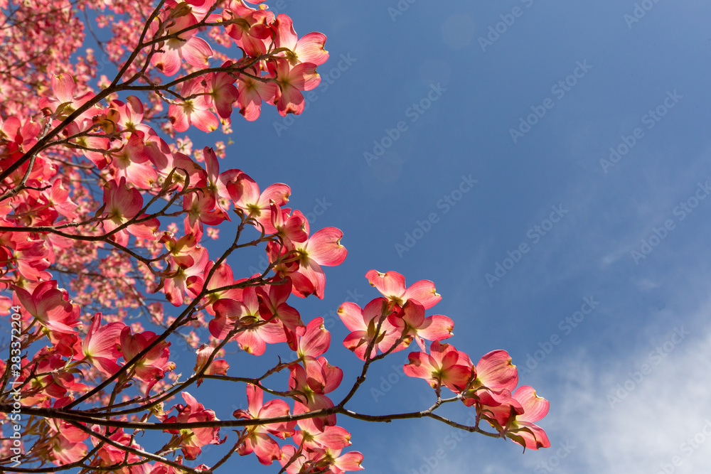 beautiful pink dogwood tree in bloom on a blue sky spring day beautiful pink dogwood tree in bloom on a blue sky spring day