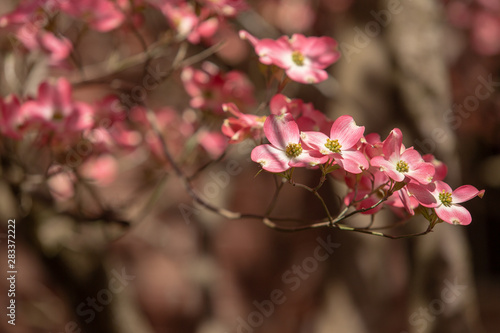 beautiful pink dogwood tree in bloom on a blue sky spring day