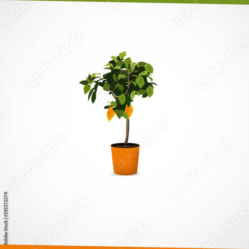 Lemon tree in a ceramic pot
