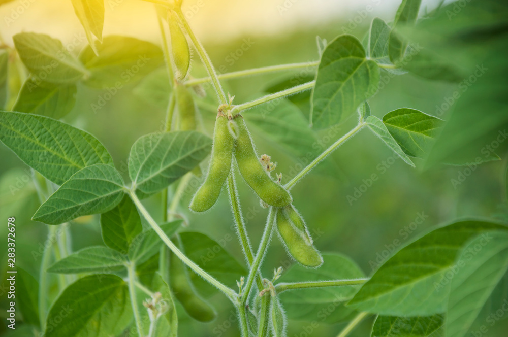 Young green pods of varietal soybeans on a plant stem in a soybean field in the morning during the active growth of crops. Selective focus.