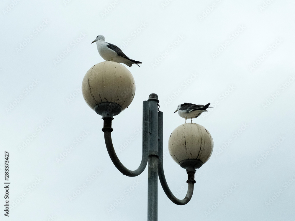 Two seagulls sitting on a lamppost Two seagulls sitting on a lamppost