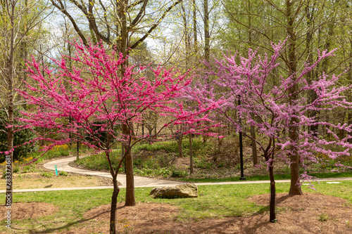 Redbud tree blooming in the spring season