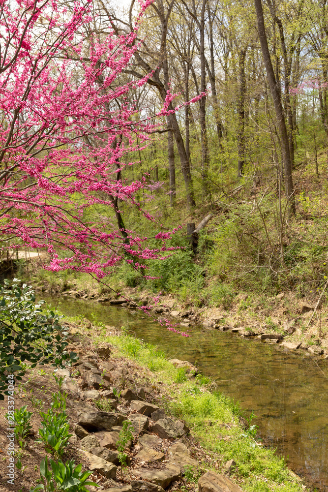 Fototapeta premium Redbud tree blooming in the spring season