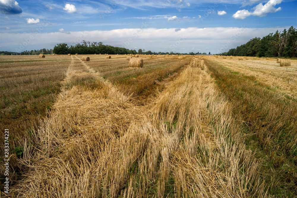 Bales of straw on a mown wheat field after harvesting. Selective focus. Bales of straw on a mown wheat field after harvesting. Selective focus.