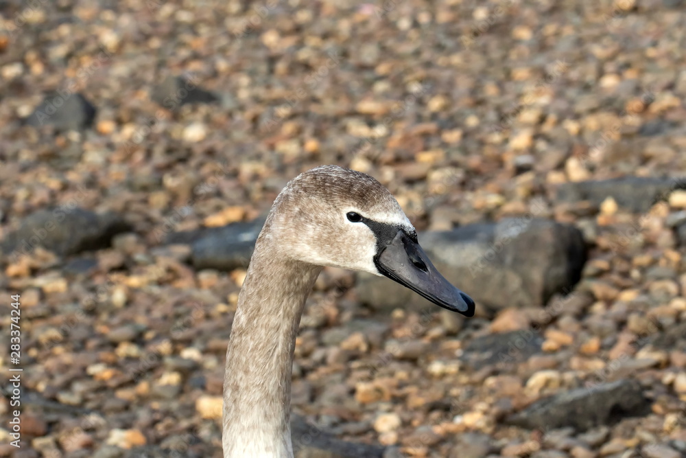 Höckerschwan jung Höckerschwan jung