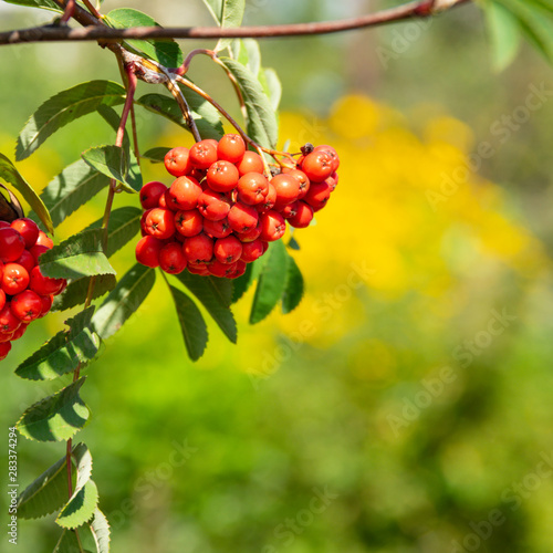 Mountain-ash branch with berries on yellow background
