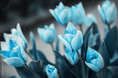 Canvas Print Blue tulips in flower market. Natural background