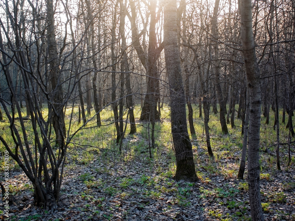 Obraz premium sunlight in the Park in spring, Moscow.