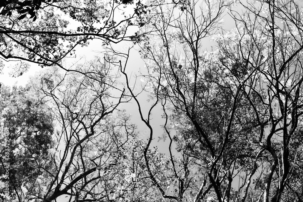 Obraz premium tree in the sky