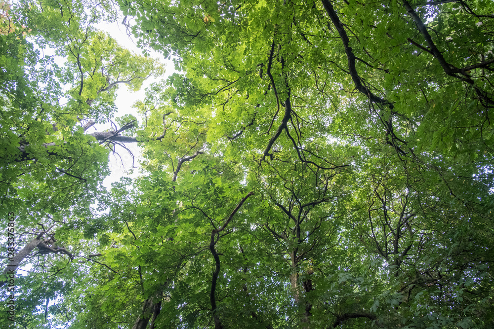 Fototapeta premium Green leaves, branches against blue sky