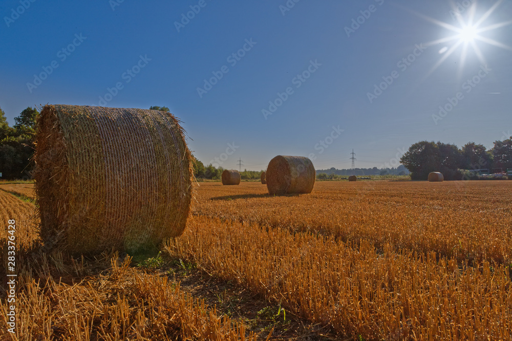 Stubble in a farm field with round bales in golden light at sunrise with sunburst in the clear blue sky in summer in a moody landscape