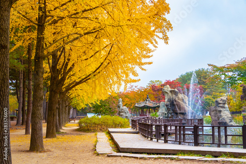 Photography Autumn in Nami Island, South Korea