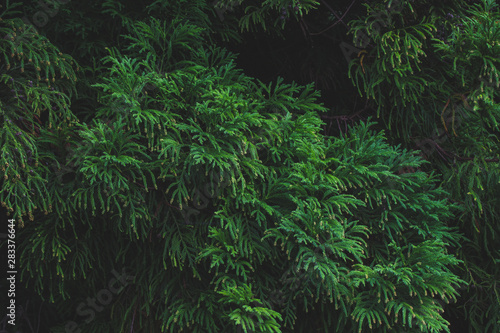 green plants in a forest on Sao Miguel Island, Azores, Portugal