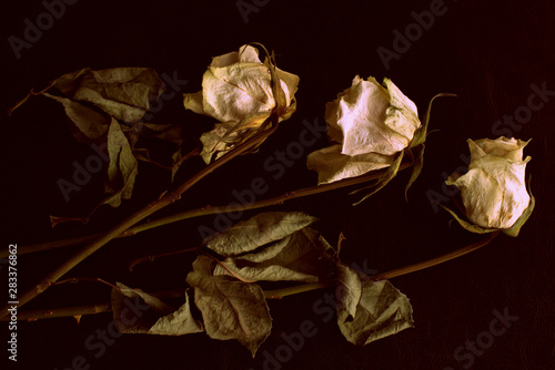 Wilted white roses on a dark background close up in retro style
