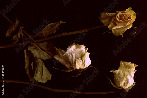 Wilted white roses on a dark background close up in retro style