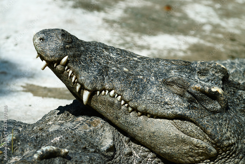 Obraz premium Krokodile in einer Krokodilfarm