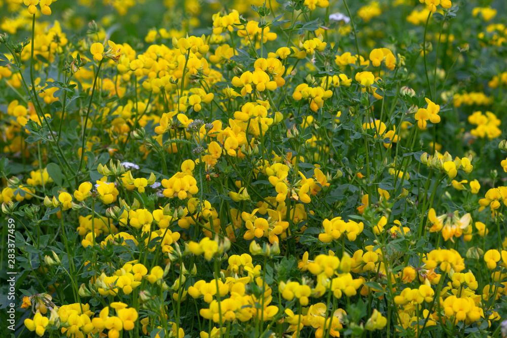 Yellow wildflowers on the meadow in the summer forest Yellow wildflowers on the meadow in the summer forest