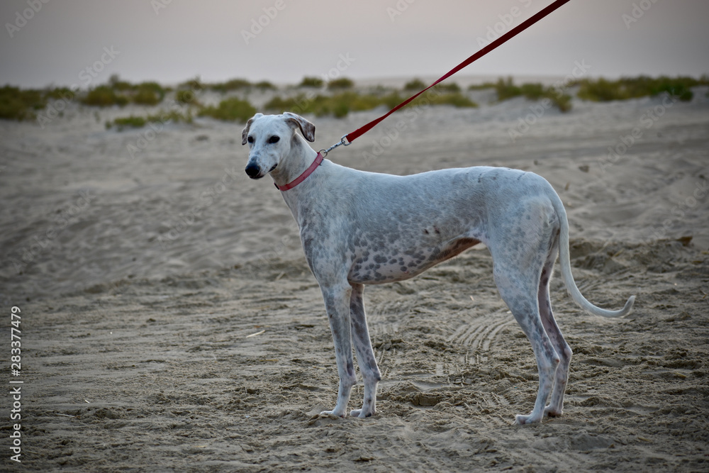 Fototapeta premium dog standing on desert