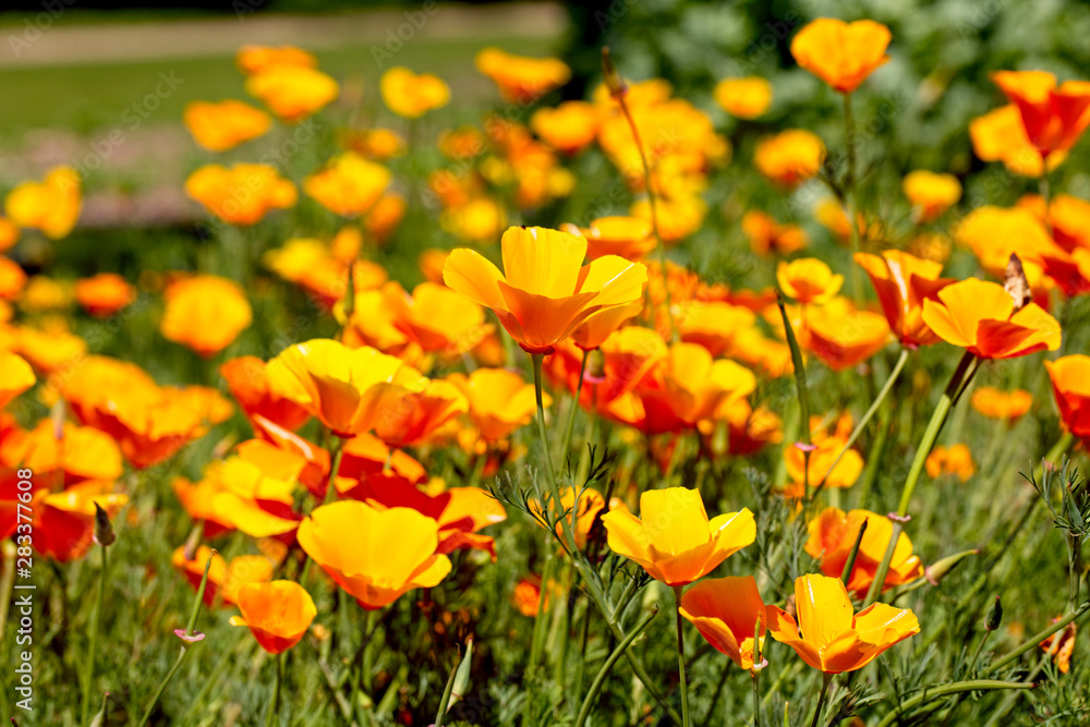 California Poppy, (Eschscholzia californica) in flower.