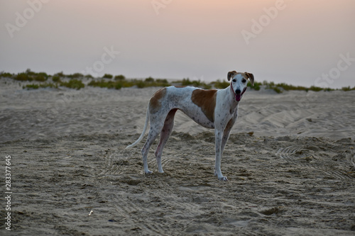 dog standing on desert