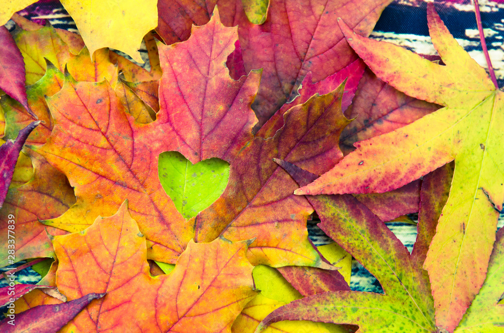 natural green heart in maple leaf