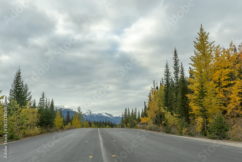 Two lane road with both sides of yellow autumn trees and snow cap mountain as background, Jasper National park