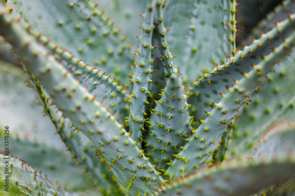 Fototapeta premium Cactus