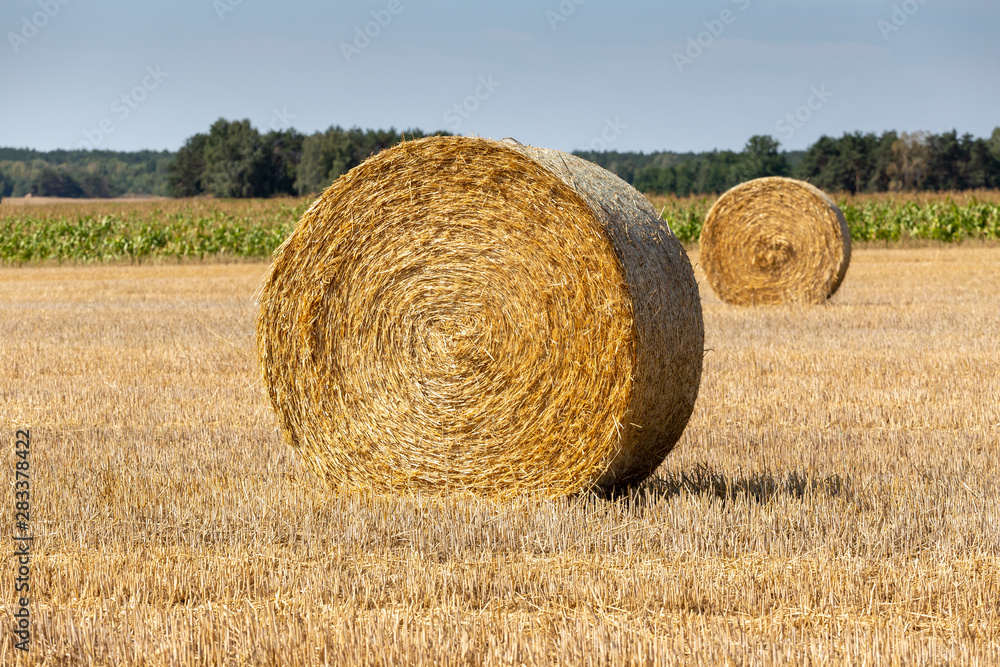 straw bales after harvest on field on sunny day in summer straw bales after harvest on field on sunny day in summer
