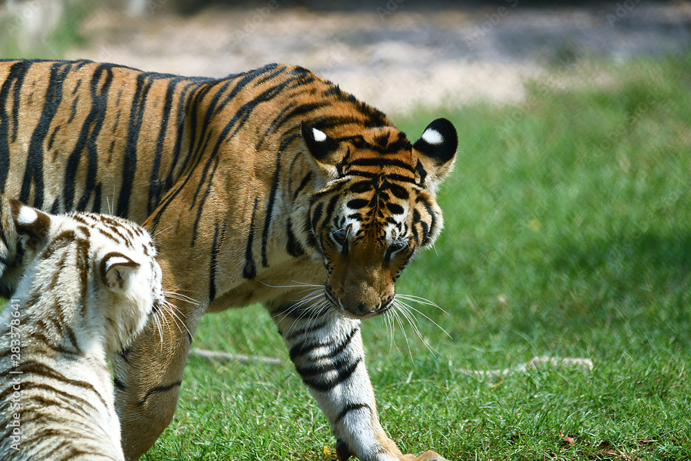 Fototapeta premium zwei junge Tiger in einem Tierpark in Asien