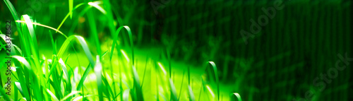  Panorama of long green leaves near a stream and sun glare on a blurred background of greenery