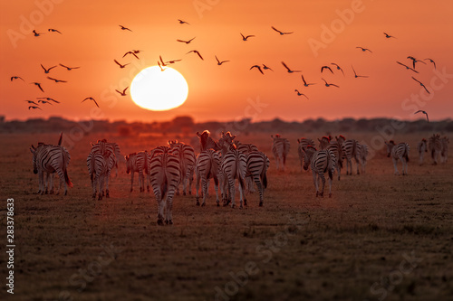 Zebra at Sunris