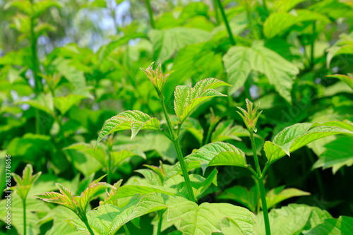 Leaves of green plants