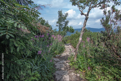 Szlak na Babią Górę Beskid Żywiecki. Polska 