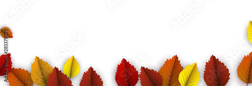 Autumn background with colorful birch leaves.