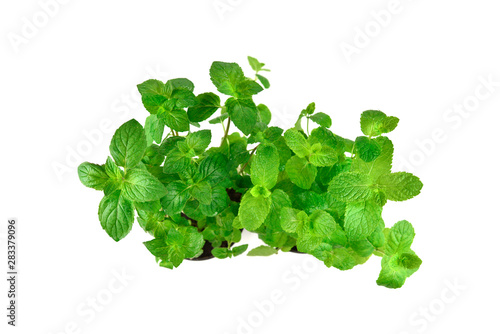 Fresh mint in a pot isolated on white background.