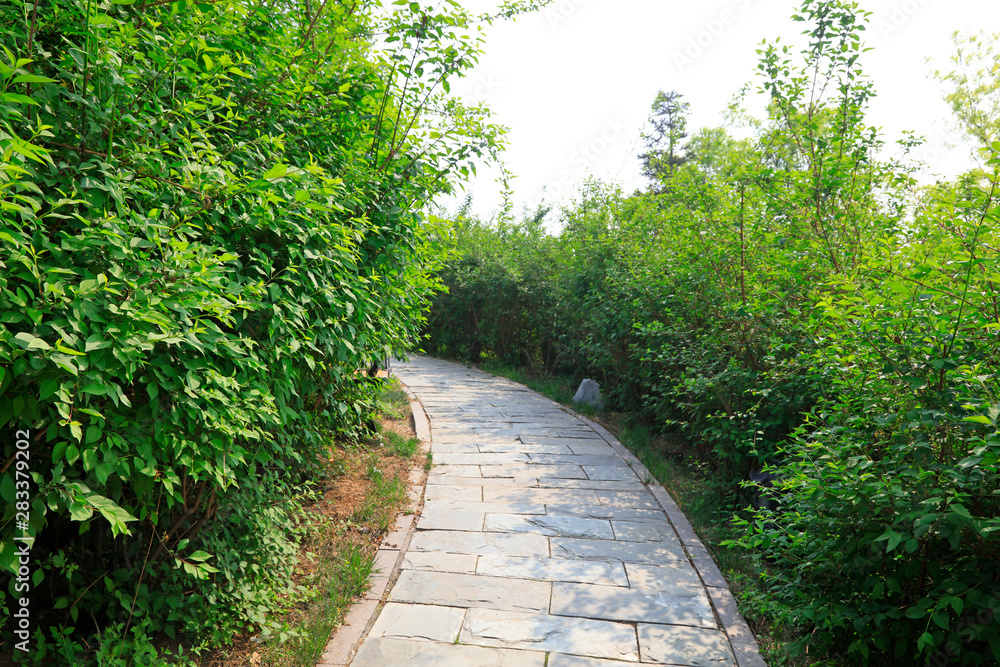 Slate paths and plants
