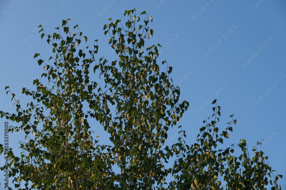 Fototapeta premium Trees on a background of blue sky