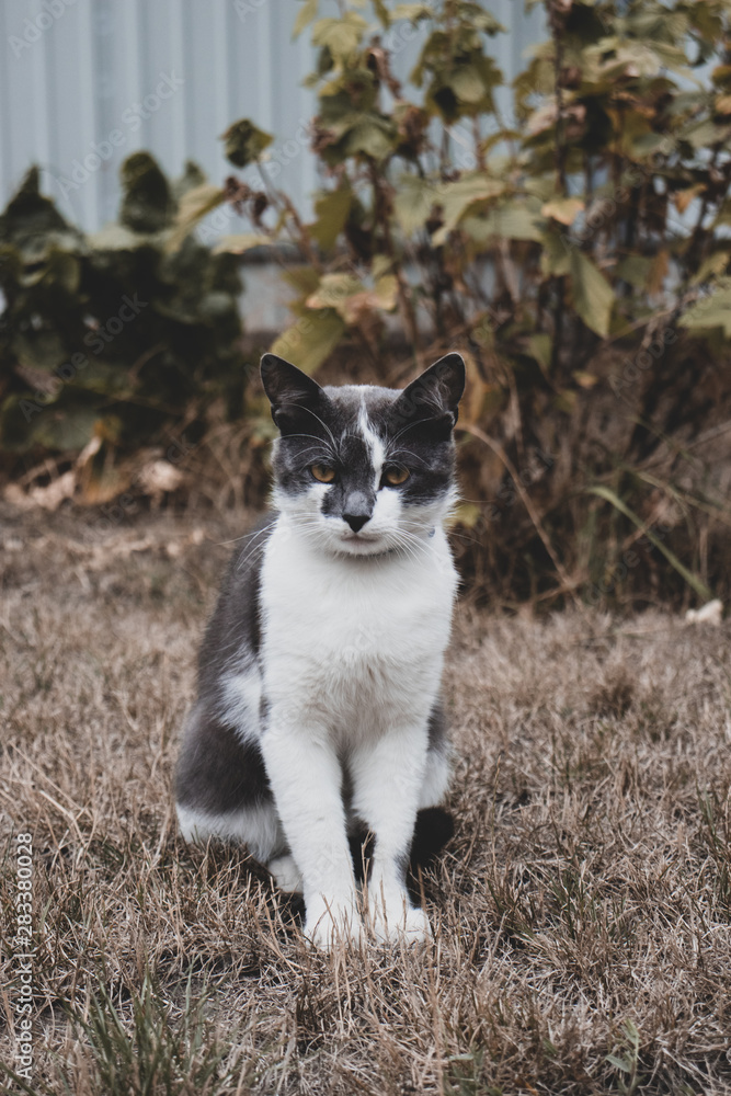 cat in the garden