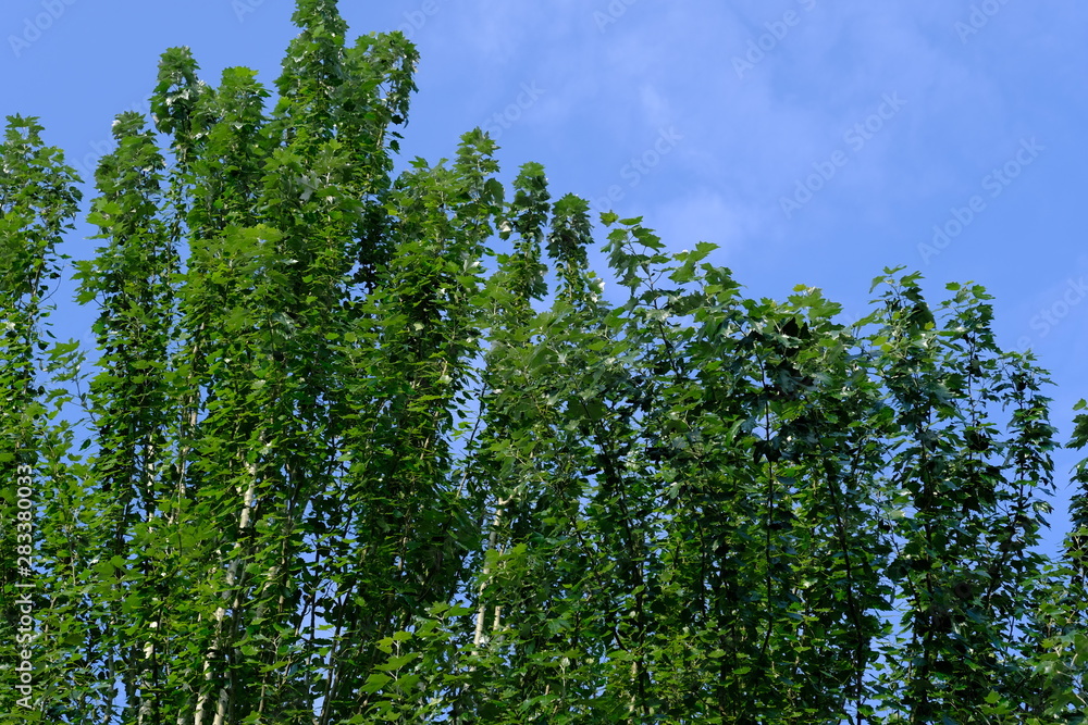 Fototapeta premium Trees on a background of blue sky