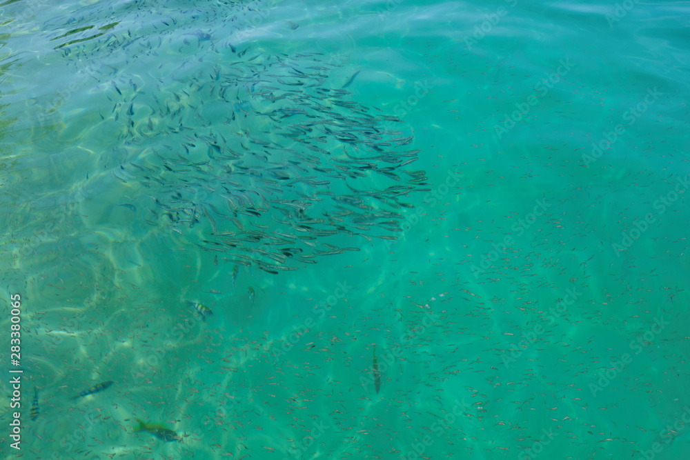 A flock of marine fish in the clear turquoise water of a tropical sea