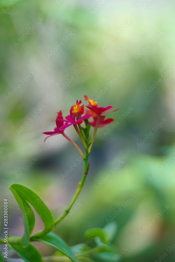 The blooming jatropha flower with flower buds on a blurred green background