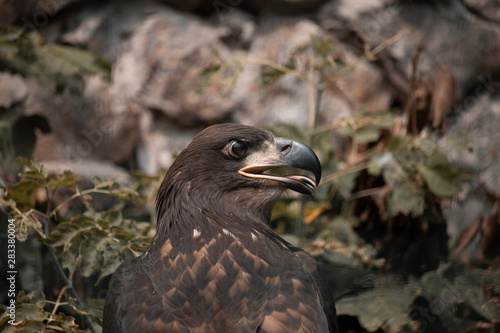 bald eagle