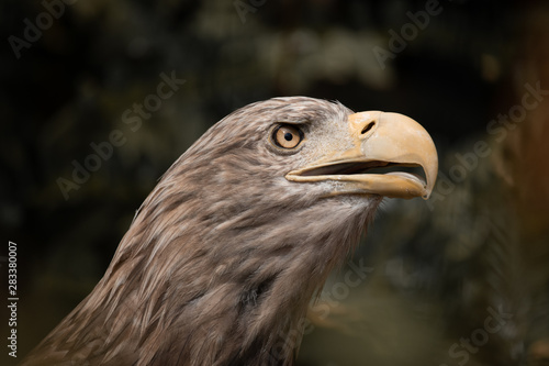 american bald eagle