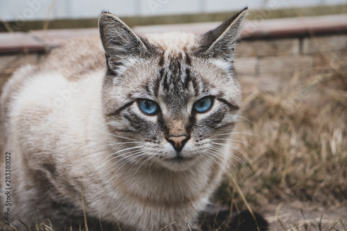 portrait of a cat