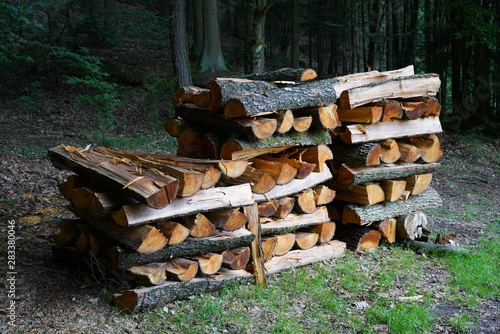 Firewood stacked clean at the edge of the forest for quick drying