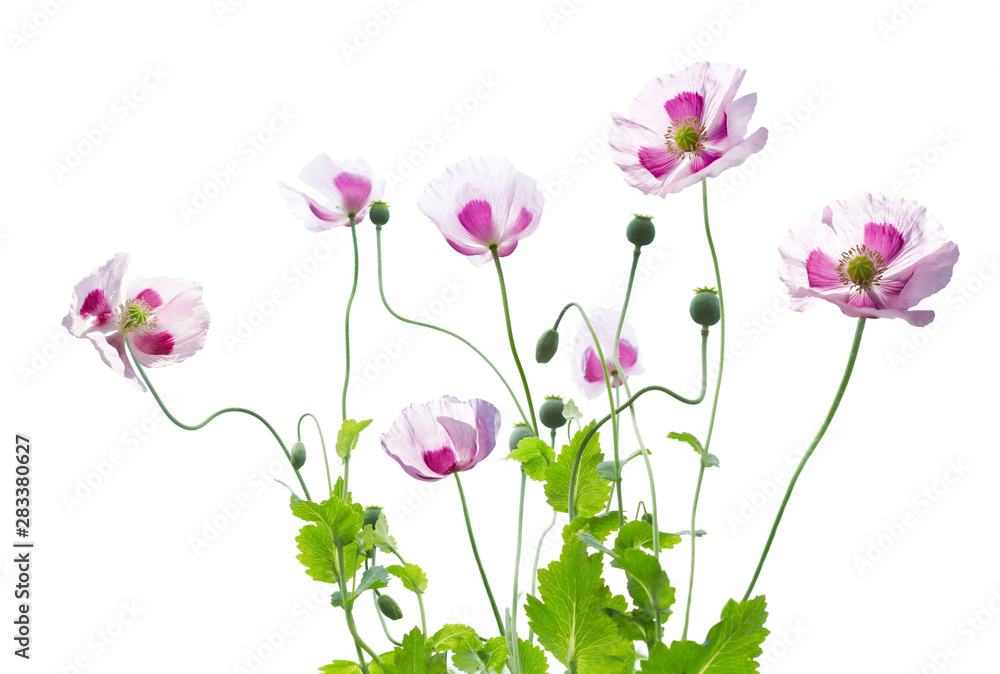 poppy flowers on white background