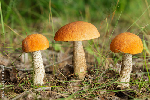 Fototapeta Naklejka Na Ścianę i Meble -  Edible mushrooms in a forest