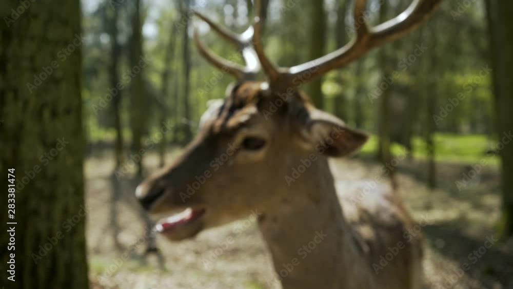 Point of view man stretched out hand with feed, close-up muzzle of deer in sun shining eating from hand. Fine sunny day in spring forest with fresh foliage, wildlife sanctuary with animal in Europe Point of view man stretched out hand with feed, close-up muzzle of deer in sun shining eating from hand. Fine sunny day in spring forest with fresh foliage, wildlife sanctuary with animal in Europe