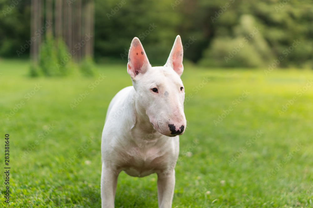 Portrait photo of white bull terrier outdoors on a sunny day