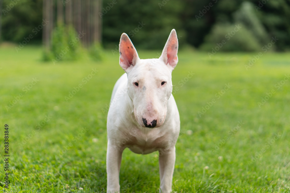 Portrait photo of white bull terrier outdoors on a sunny day